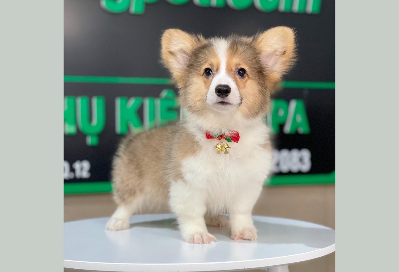 Corgi Lông Dài - Màu Vàng (MS 10)