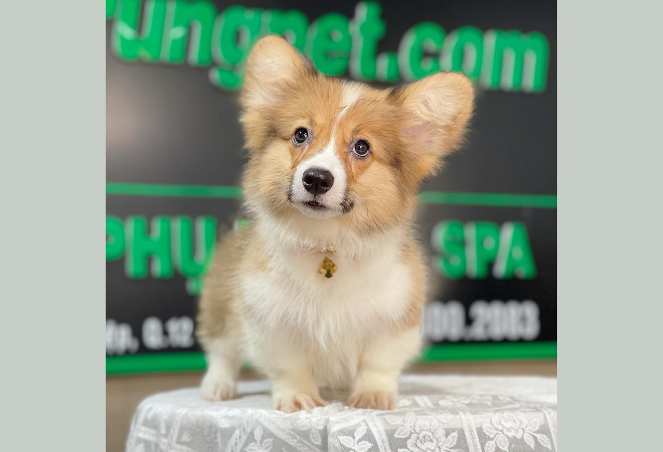 Corgi Lông Dài - Màu Vàng (MS 11)