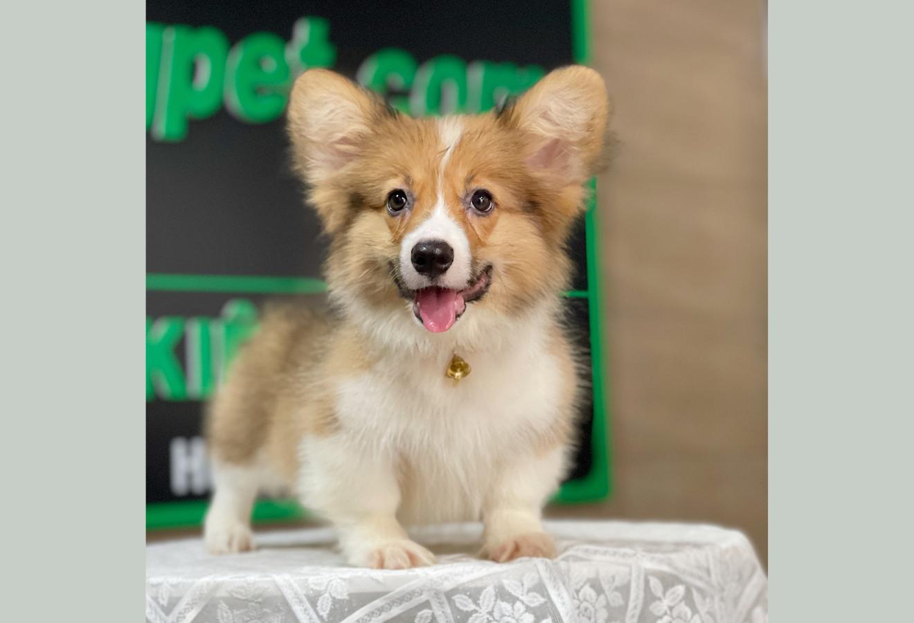 Corgi Lông Dài - Màu Vàng (MS 11)