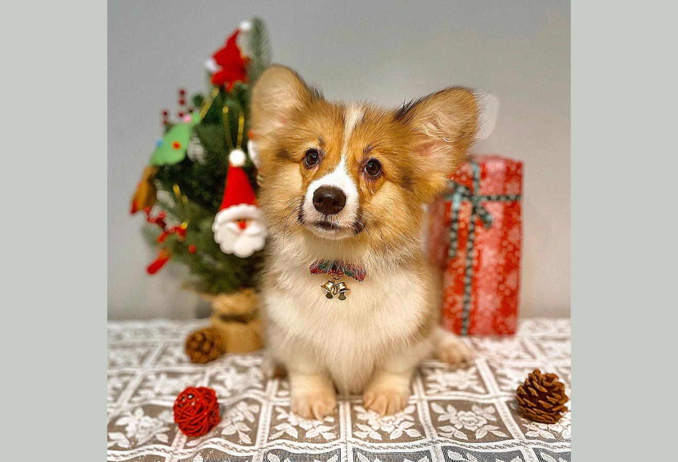 Corgi Lông Dài - Màu Vàng (MS 11)