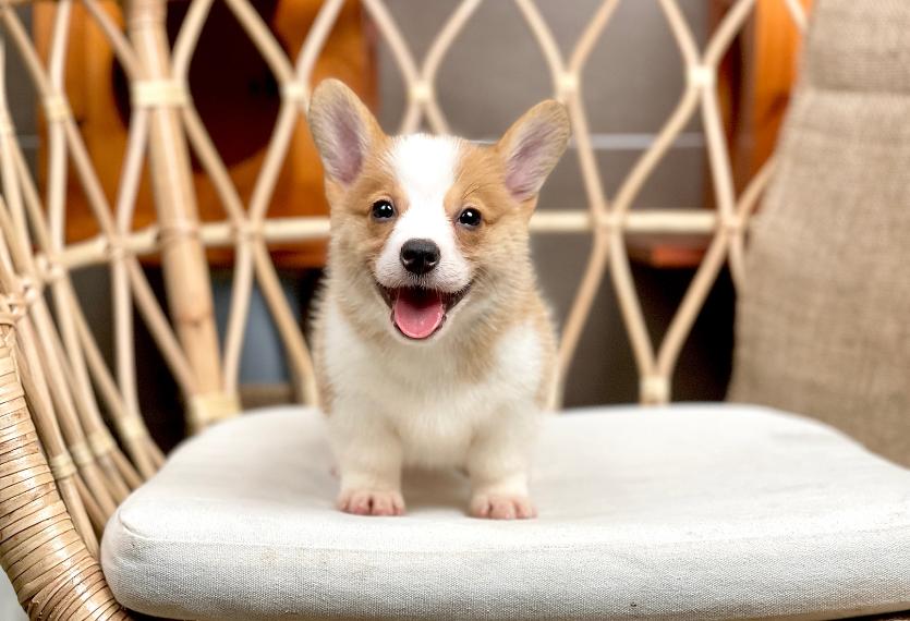 Corgi Lông Ngắn - Màu Vàng (MS 06)