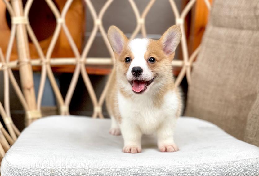 Corgi Lông Ngắn - Màu Vàng (MS 06)