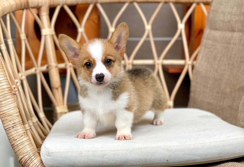 Corgi Lông Ngắn - Màu Vàng (MS 07)