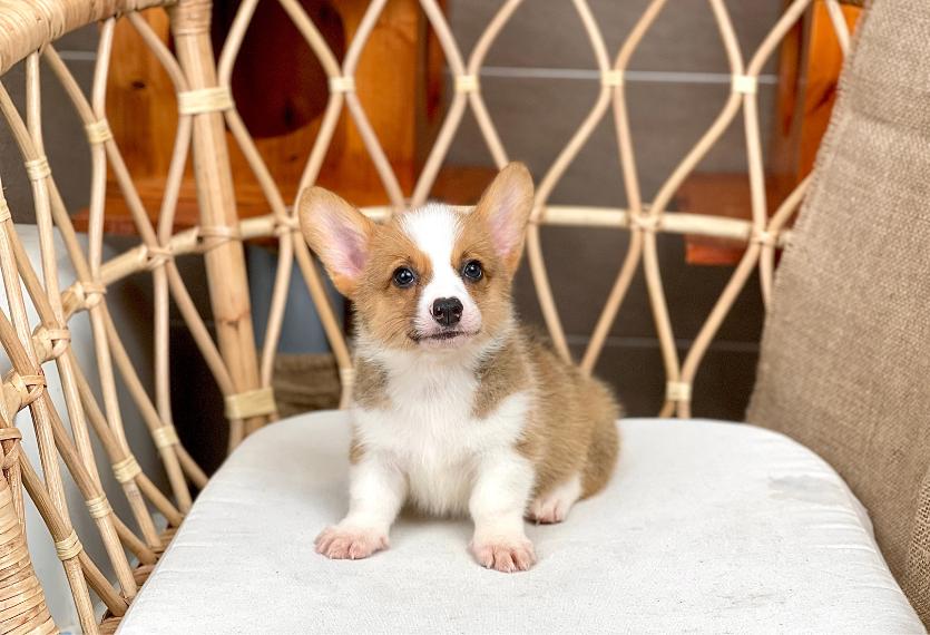 Corgi Lông Ngắn - Màu Vàng (MS 07)