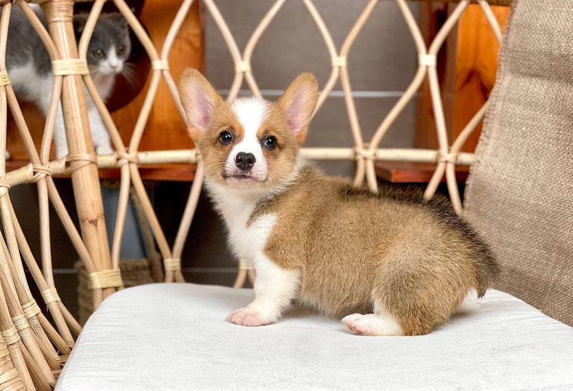 Corgi Lông Ngắn - Màu Vàng (MS 07)