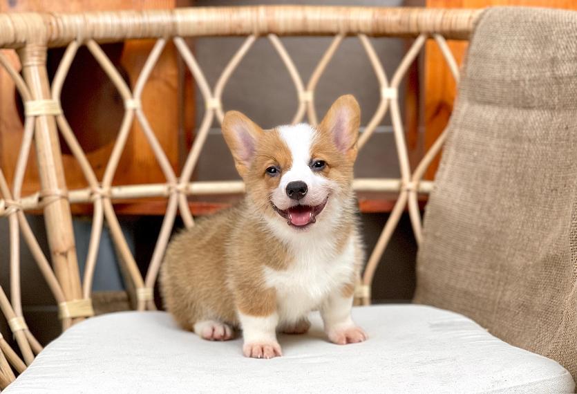Corgi Lông Ngắn - Màu Vàng (MS 08)
