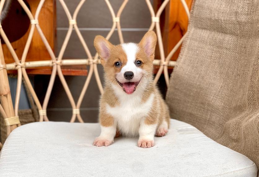 Corgi Lông Ngắn - Màu Vàng (MS 08)