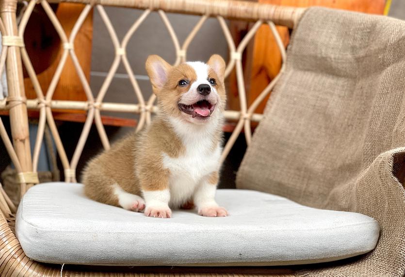 Corgi Lông Ngắn - Màu Vàng (MS 08)