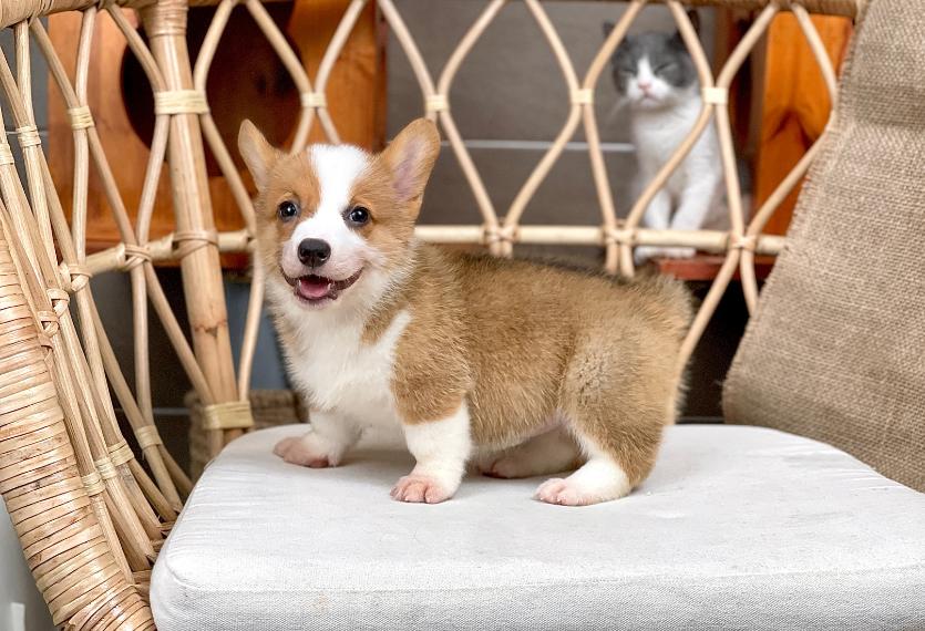 Corgi Lông Ngắn - Màu Vàng (MS 08)