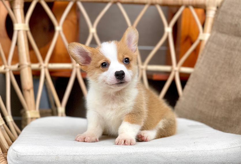 Corgi Lông Ngắn - Màu Vàng (MS 09)