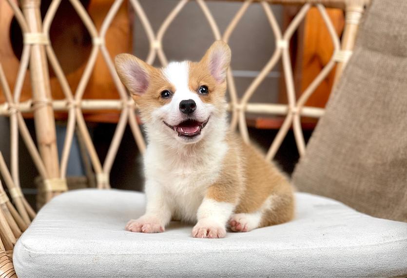 Corgi Lông Ngắn - Màu Vàng (MS 09)