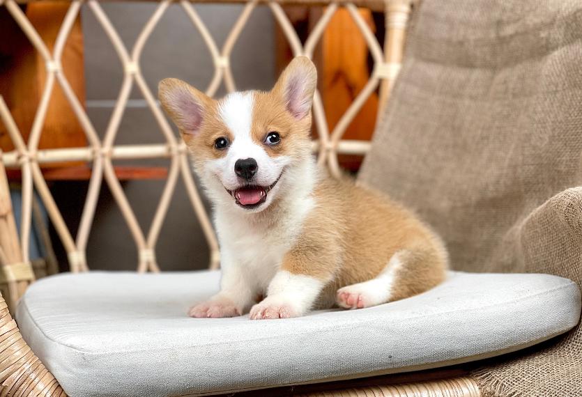Corgi Lông Ngắn - Màu Vàng (MS 09)
