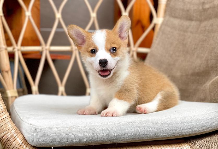 Corgi Lông Ngắn - Màu Vàng (MS 09)