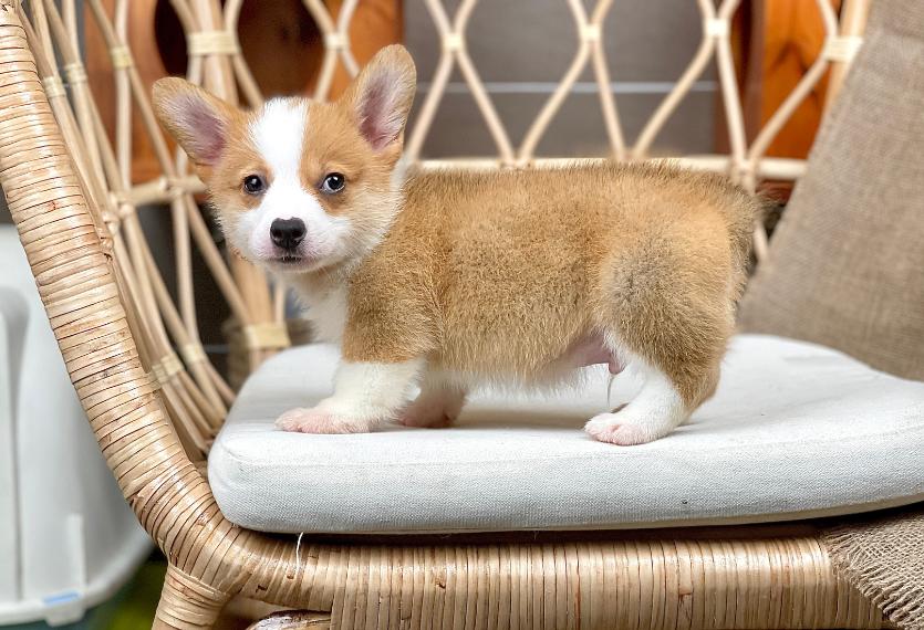 Corgi Lông Ngắn - Màu Vàng (MS 09)