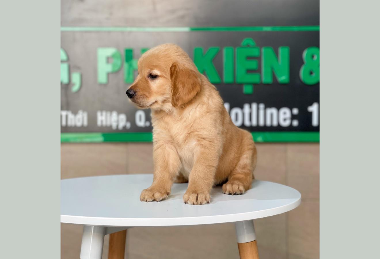 Golden Retriever - Màu Đỏ Bò (MS 01)