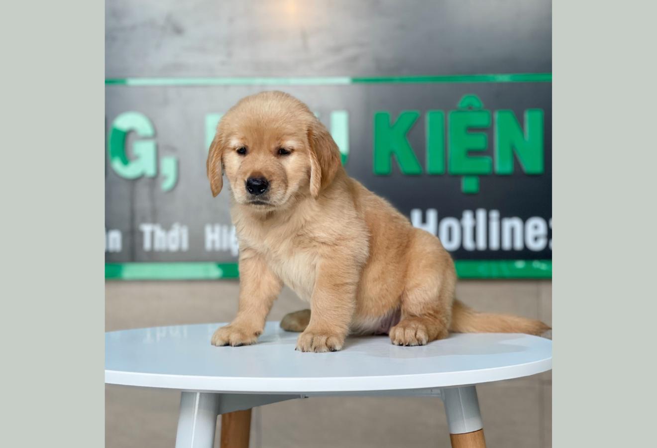 Golden Retriever - Màu Đỏ Bò (MS 01)