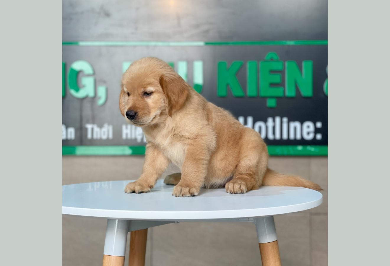 Golden Retriever - Màu Đỏ Bò (MS 01)