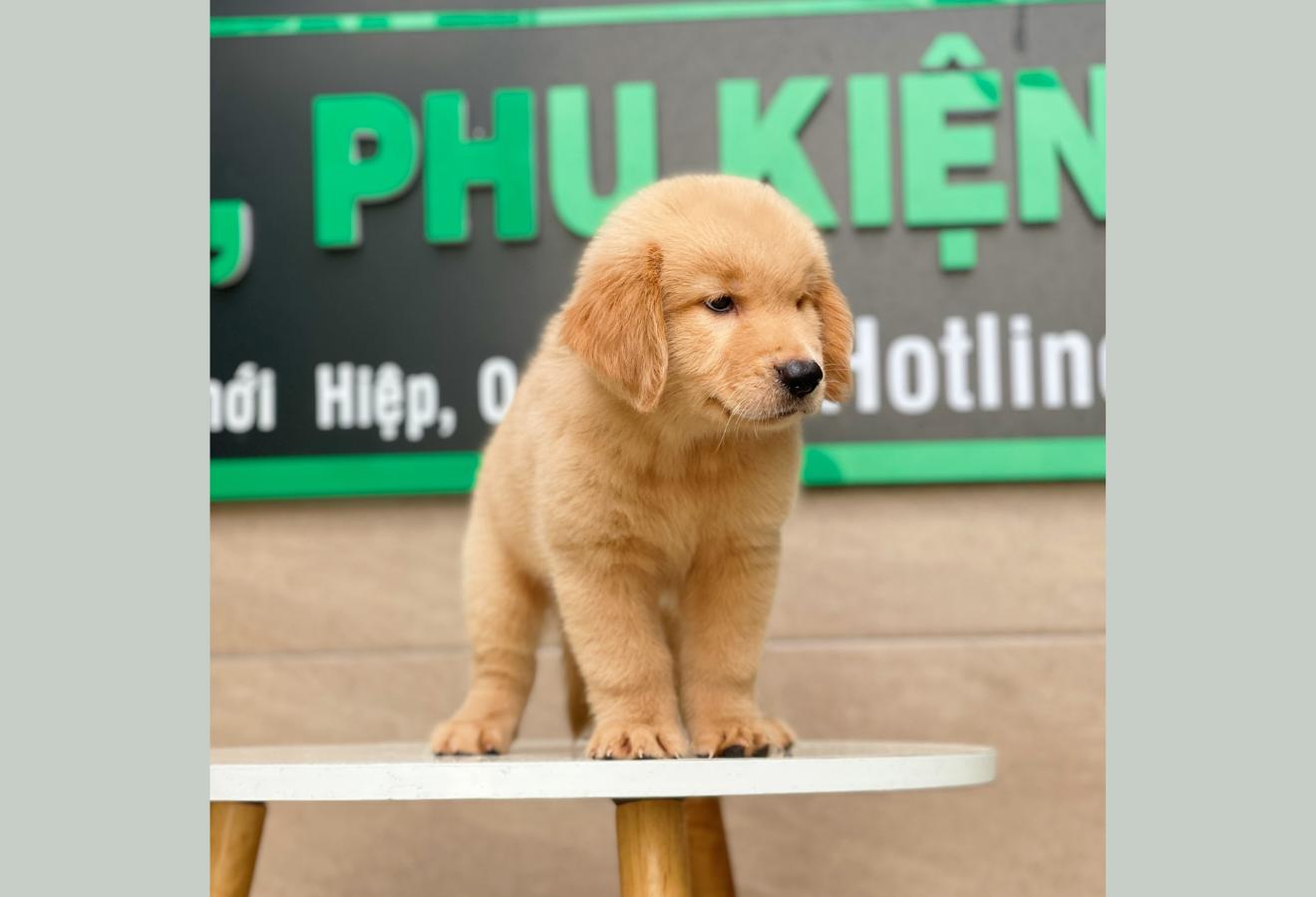Golden Retriever - Màu Vàng Đậm (MS 01)