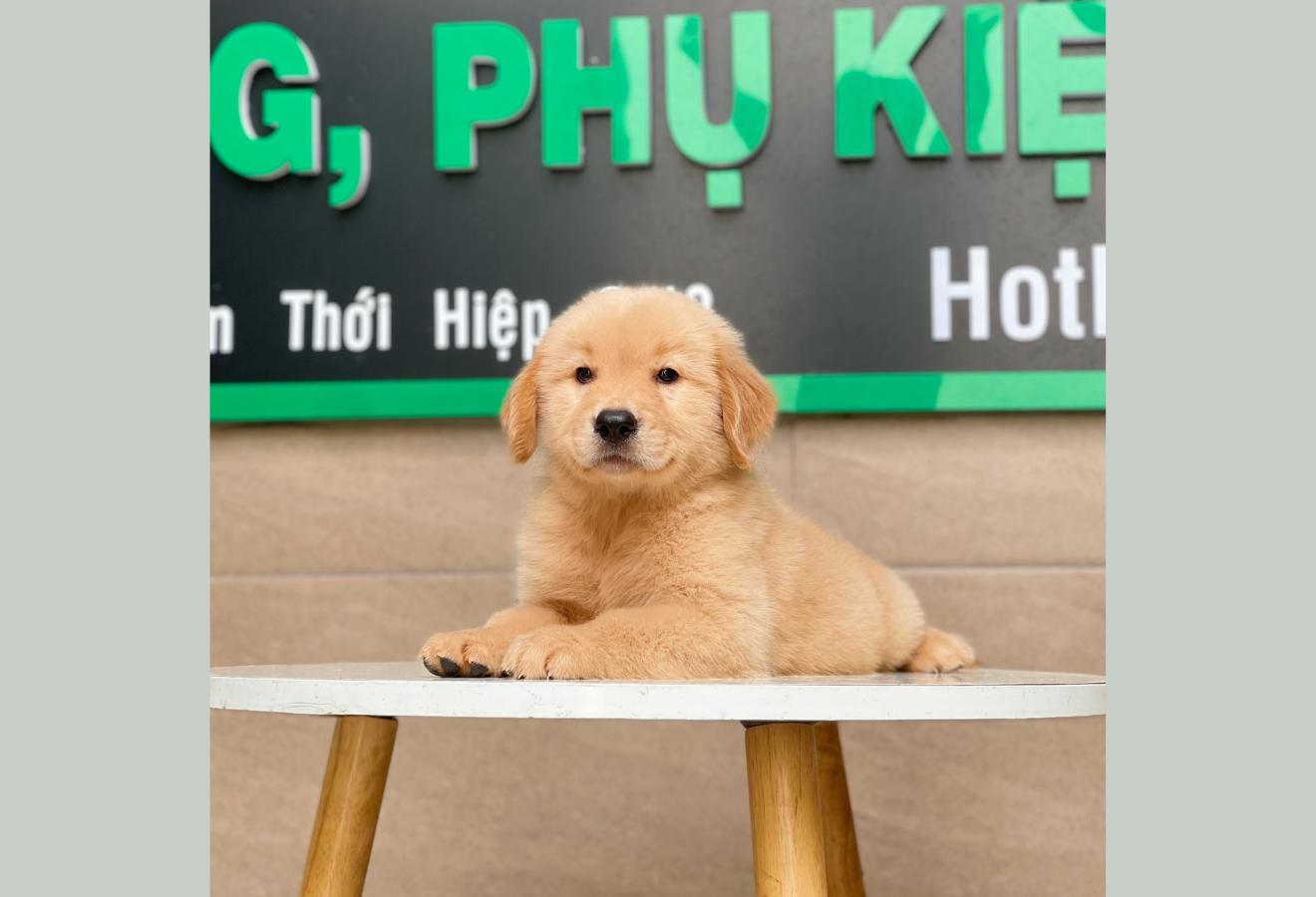 Golden Retriever - Màu Vàng Đậm (MS 01)