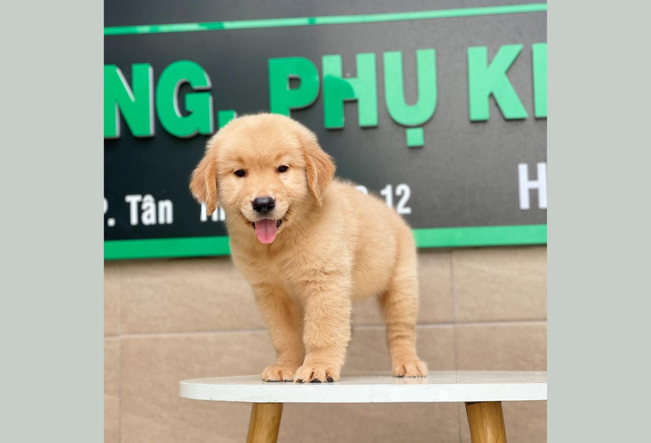 Golden Retriever - Màu Vàng Đậm (MS 01)