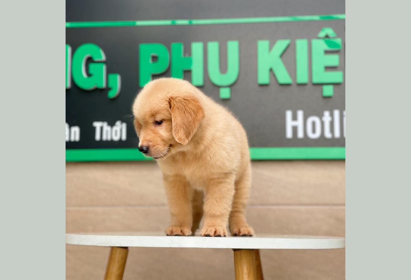 Golden Retriever - Màu Vàng Đậm (MS 01)