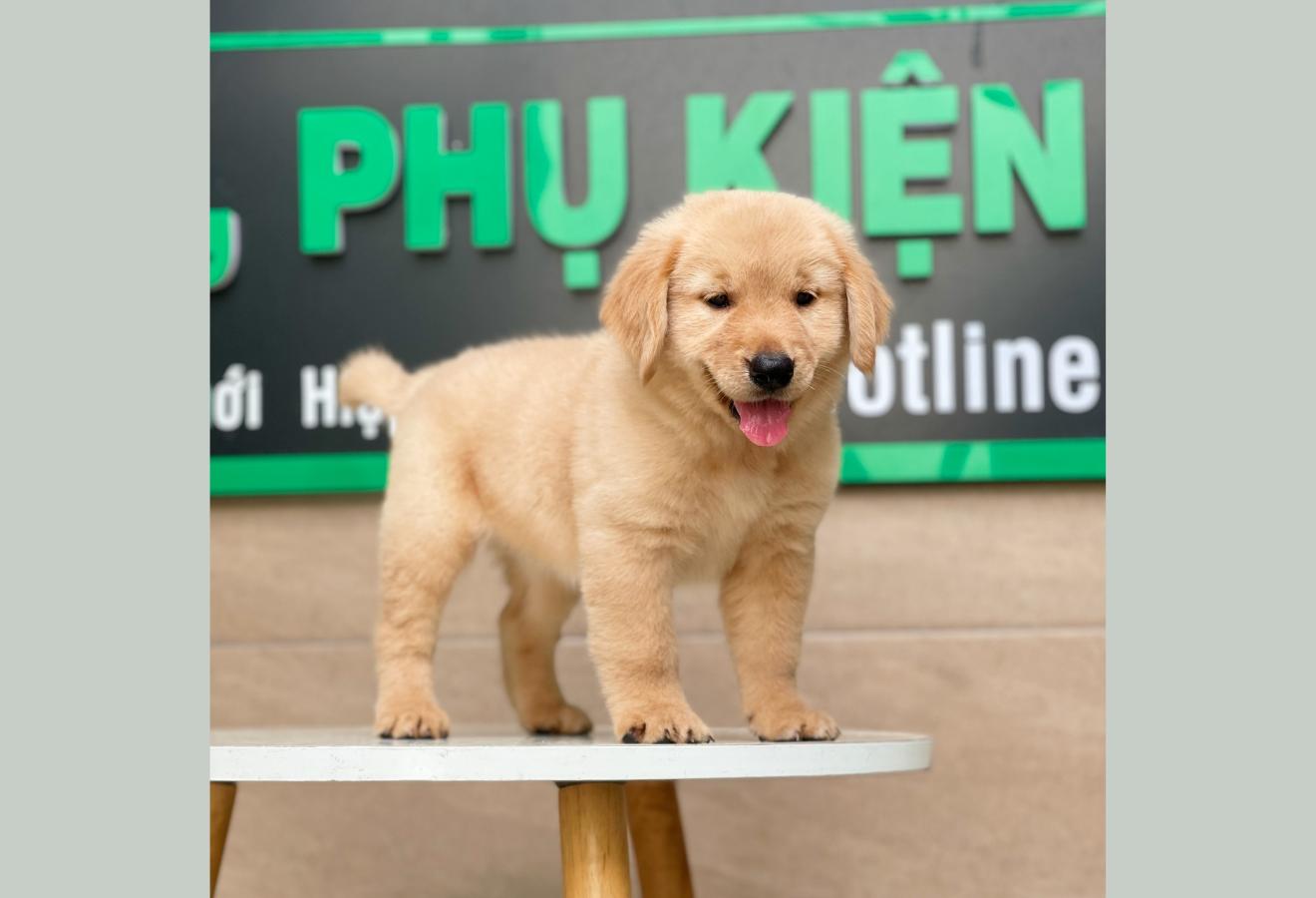 Golden Retriever - Màu Vàng Đậm (MS 02)
