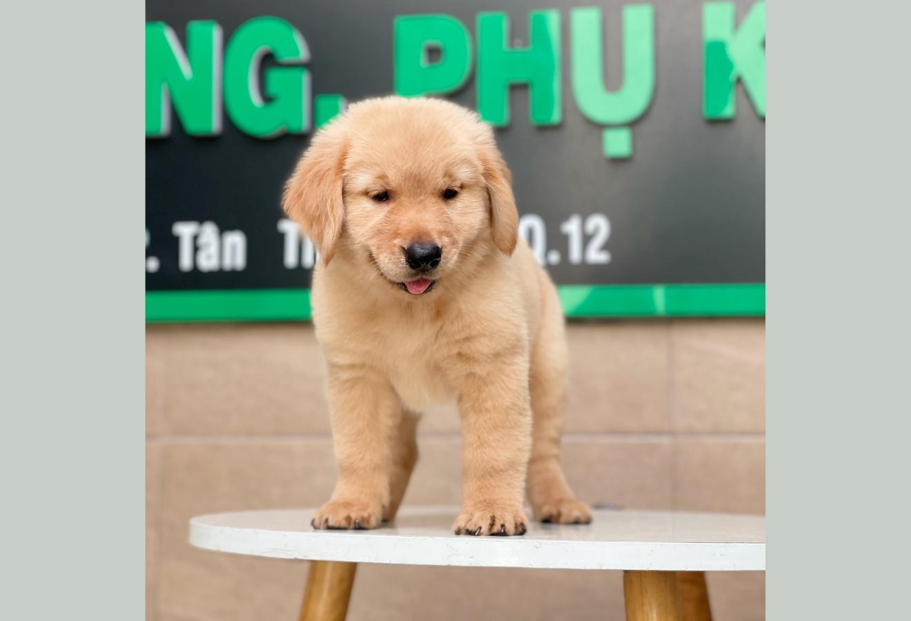 Golden Retriever - Màu Vàng Đậm (MS 02)