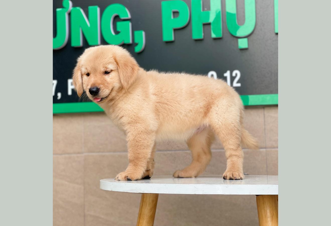 Golden Retriever - Màu Vàng Đậm (MS 02)