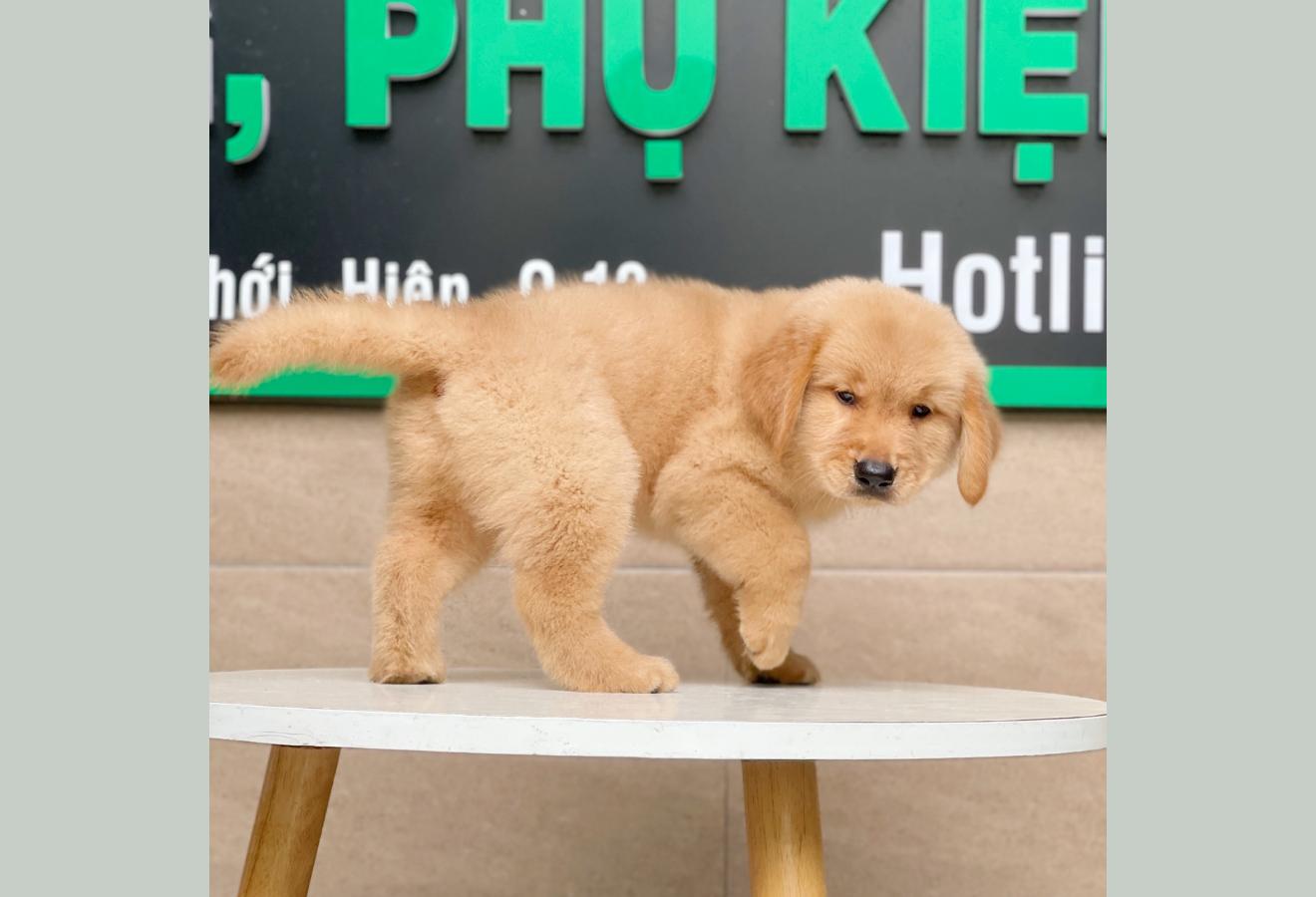 Golden Retriever - Màu Vàng Đậm (MS 03)