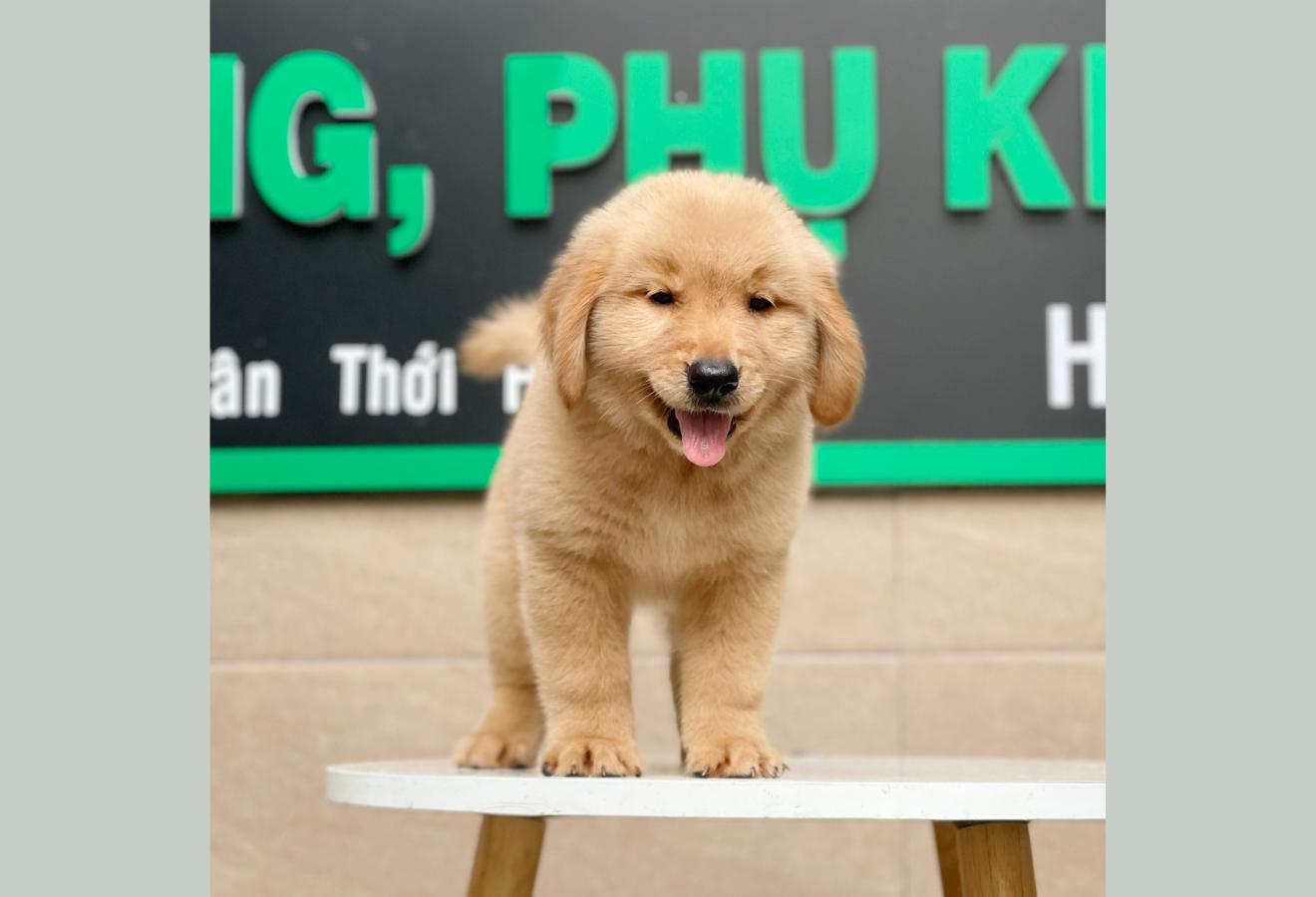 Golden Retriever - Màu Vàng Đậm (MS 03)