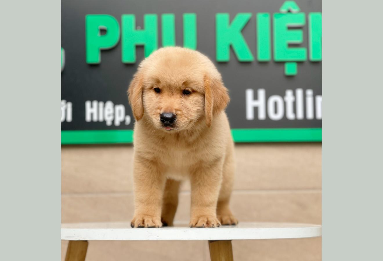 Golden Retriever - Màu Vàng Đậm (MS 03)