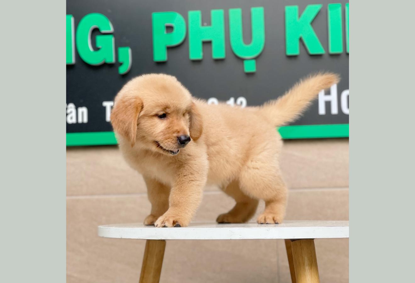 Golden Retriever - Màu Vàng Đậm (MS 03)