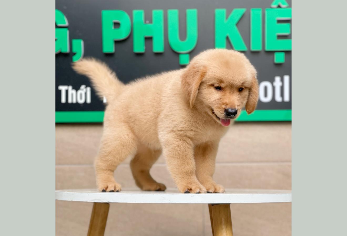 Golden Retriever - Màu Vàng Đậm (MS 03)