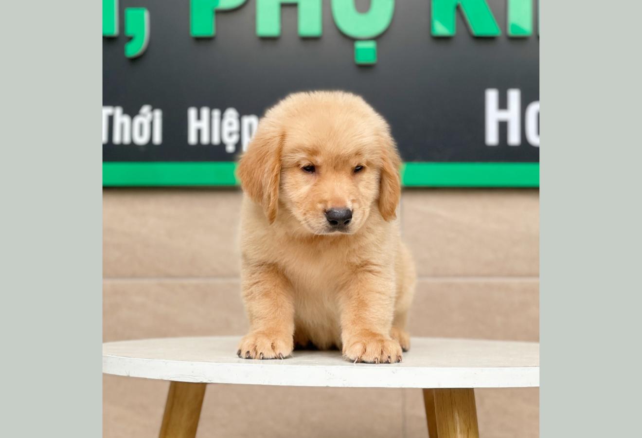 Golden Retriever - Màu Vàng Đậm (MS 04)