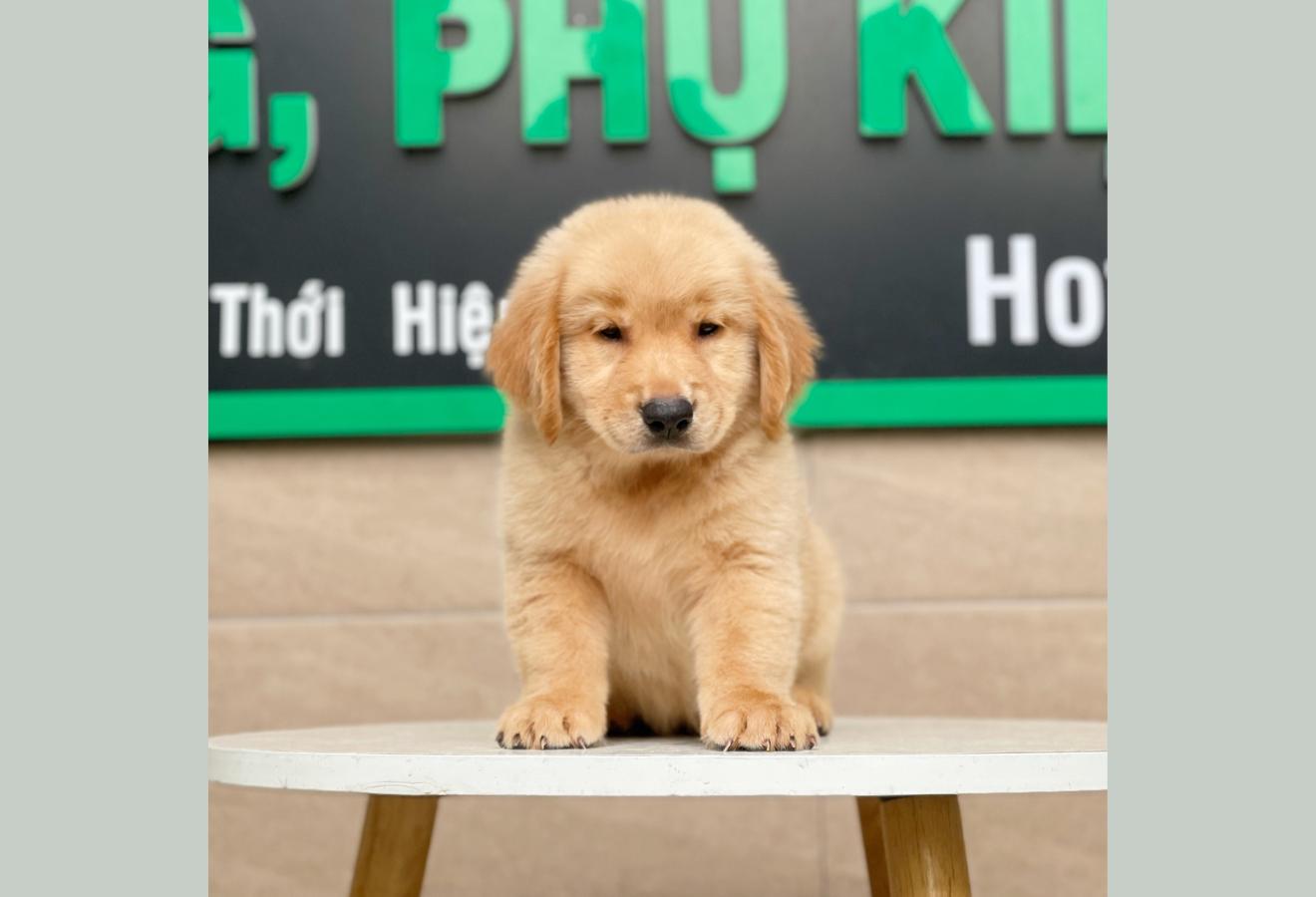 Golden Retriever - Màu Vàng Đậm (MS 04)