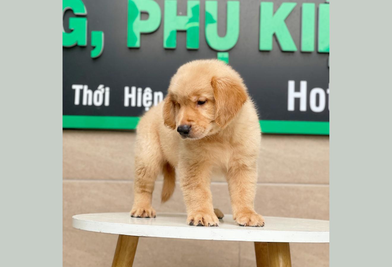 Golden Retriever - Màu Vàng Đậm (MS 04)