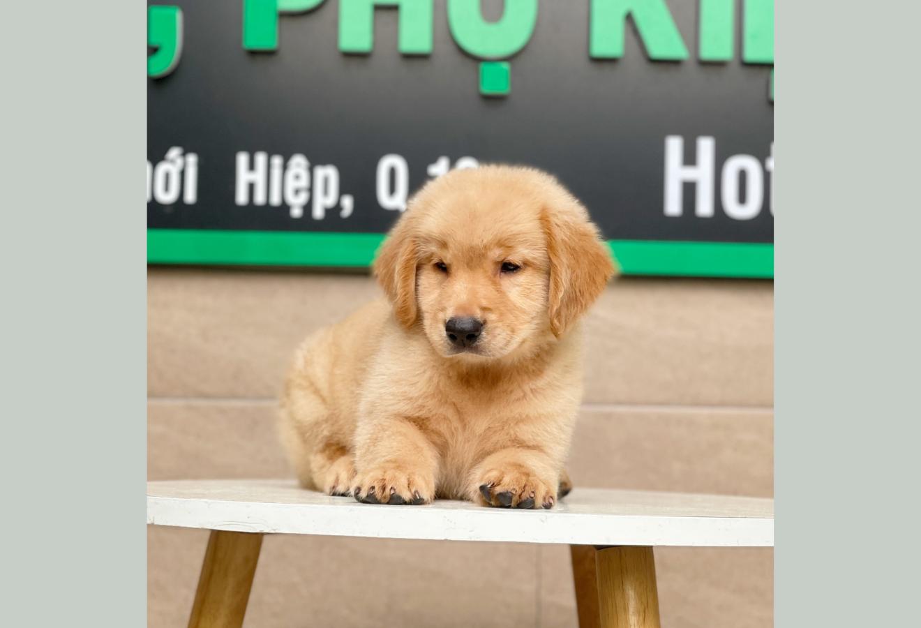 Golden Retriever - Màu Vàng Đậm (MS 04)