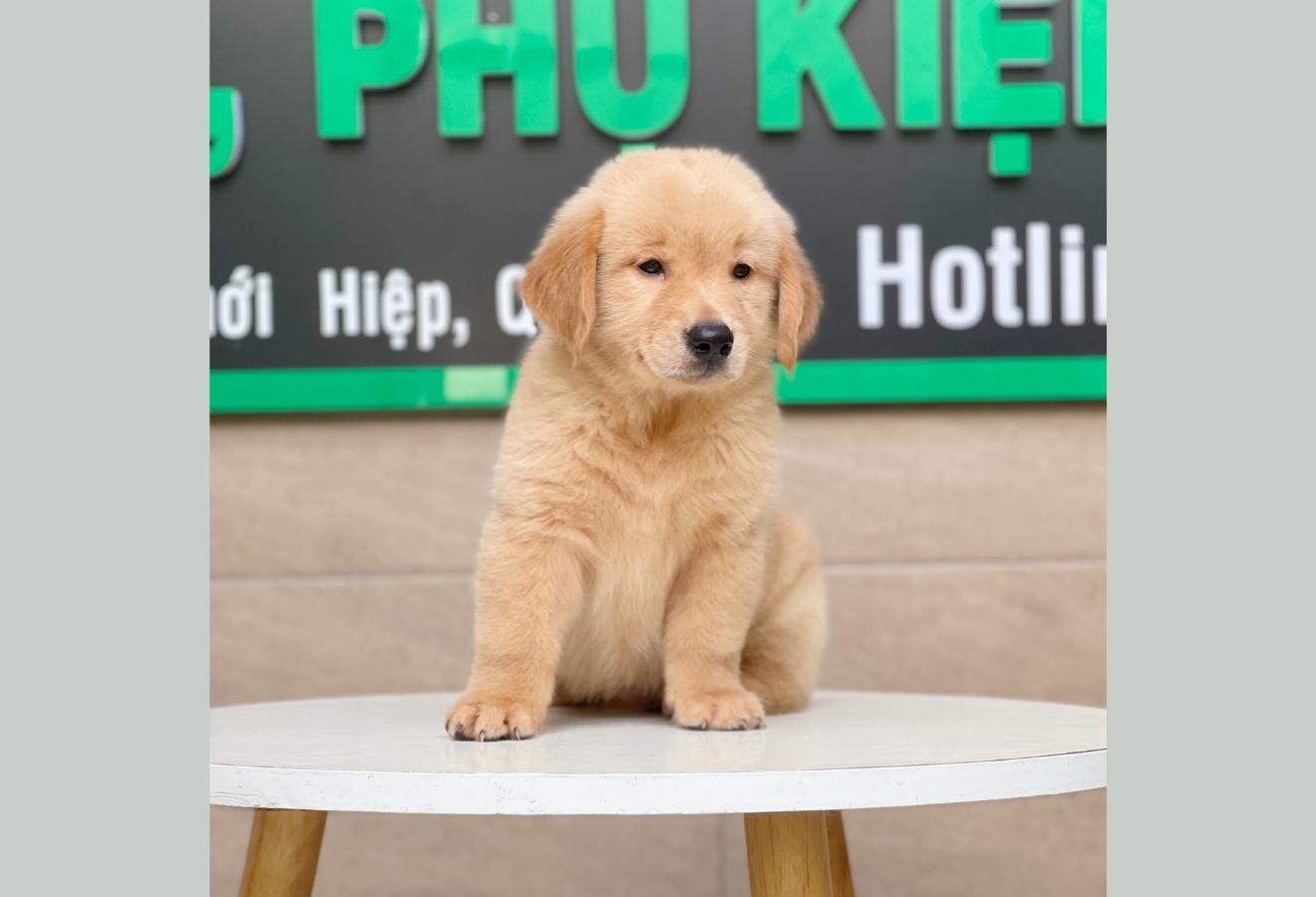 Golden Retriever - Màu Vàng Đậm (MS 05)
