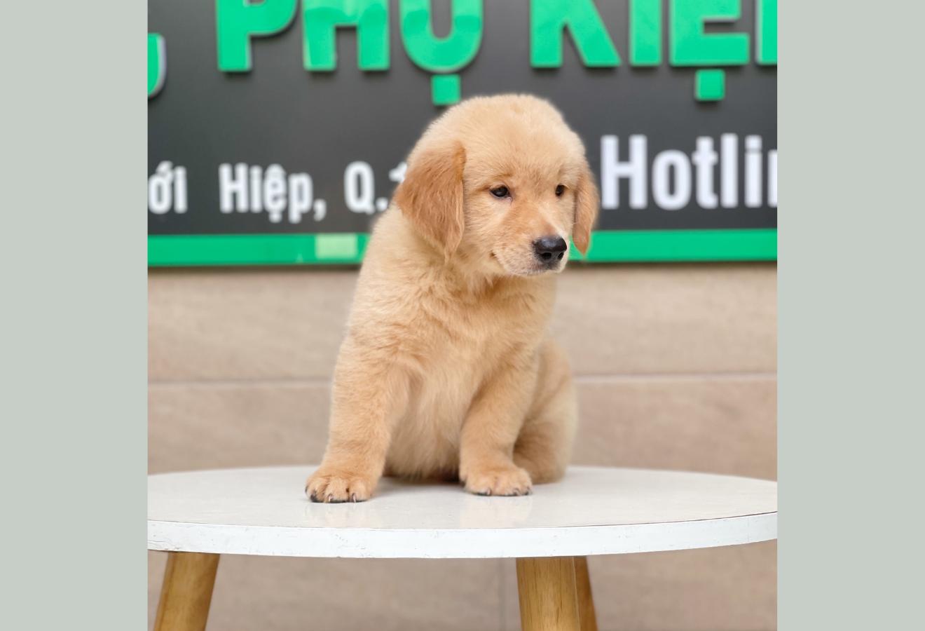 Golden Retriever - Màu Vàng Đậm (MS 05)