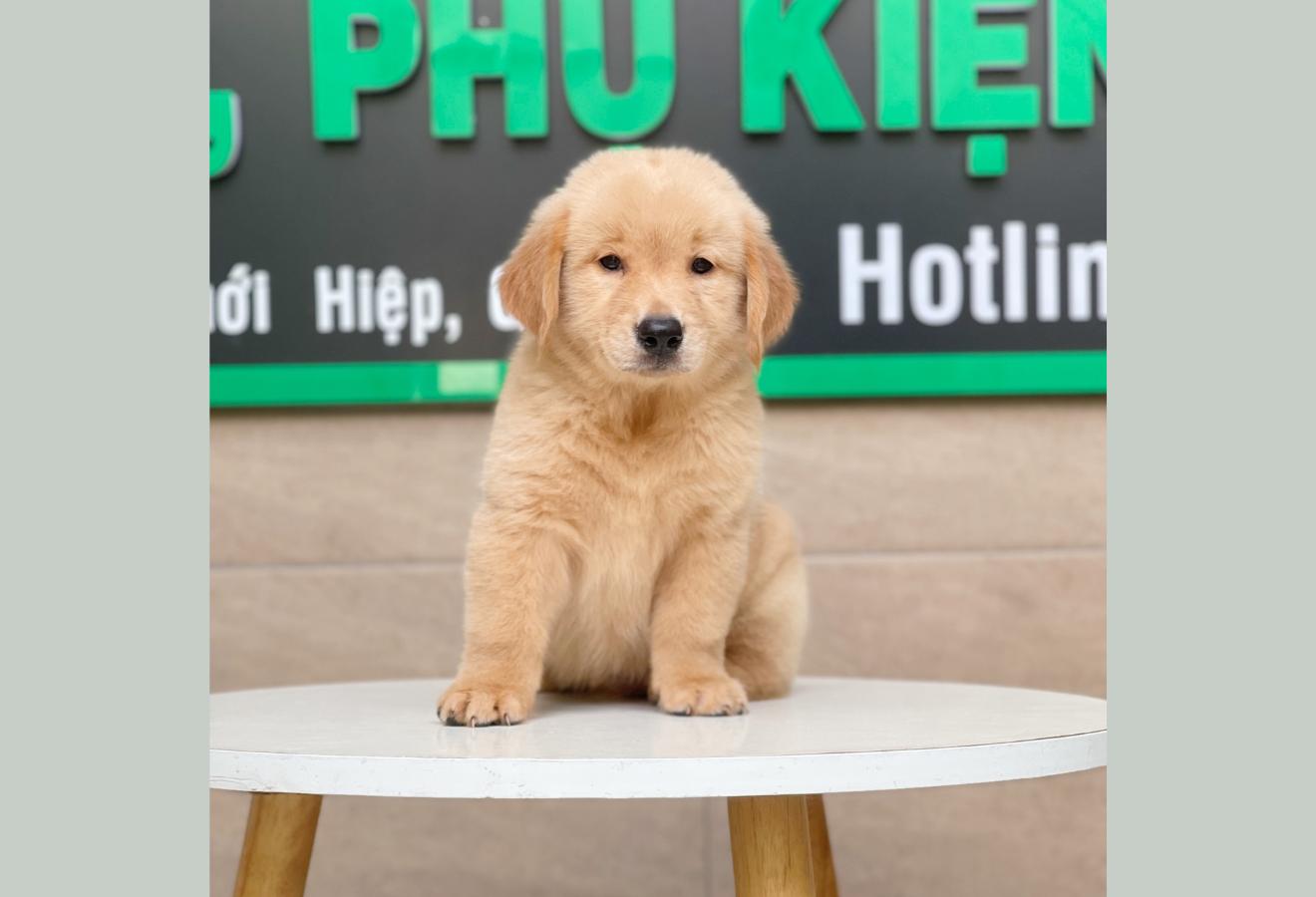 Golden Retriever - Màu Vàng Đậm (MS 05)