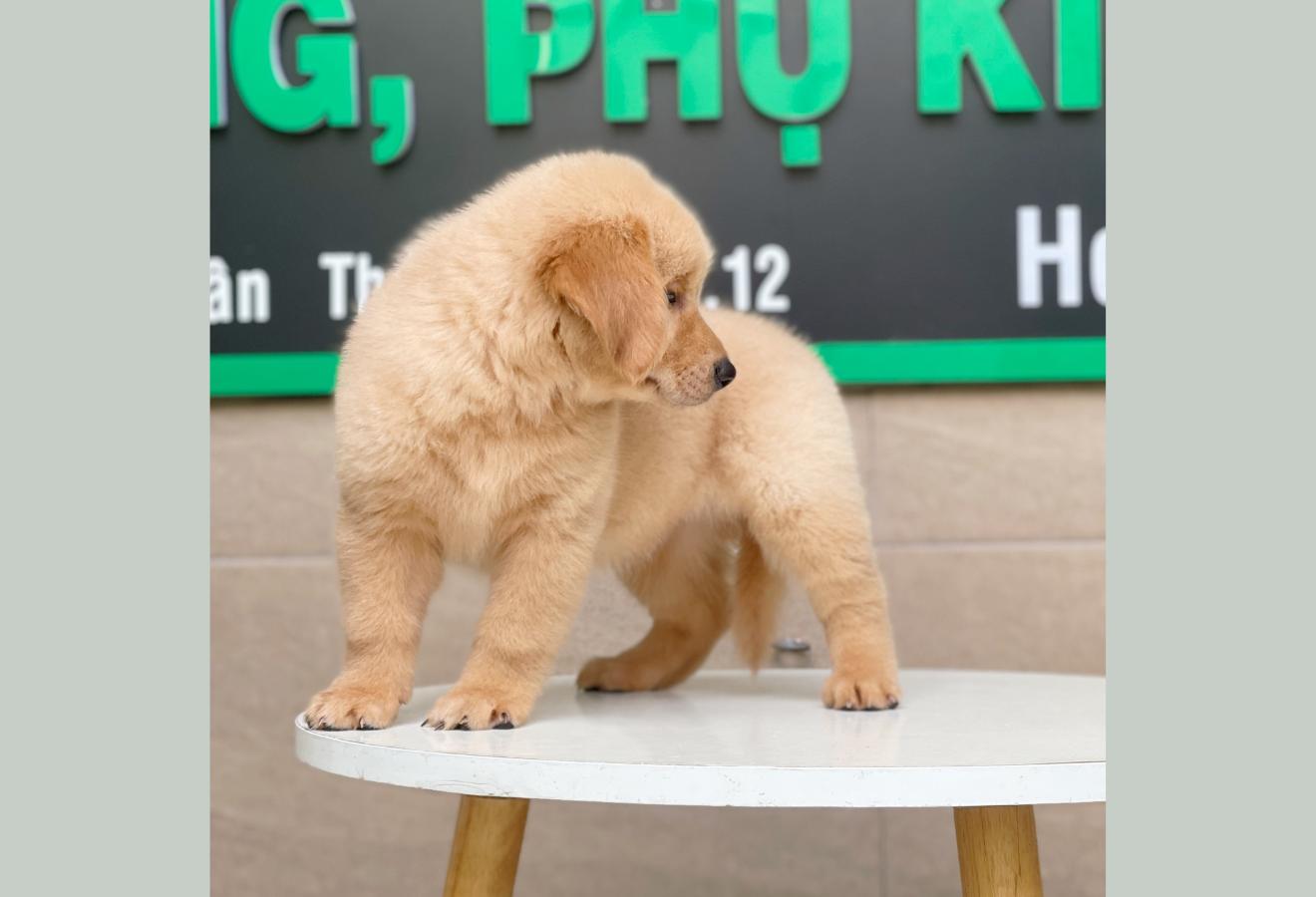 Golden Retriever - Màu Vàng Đậm (MS 05)