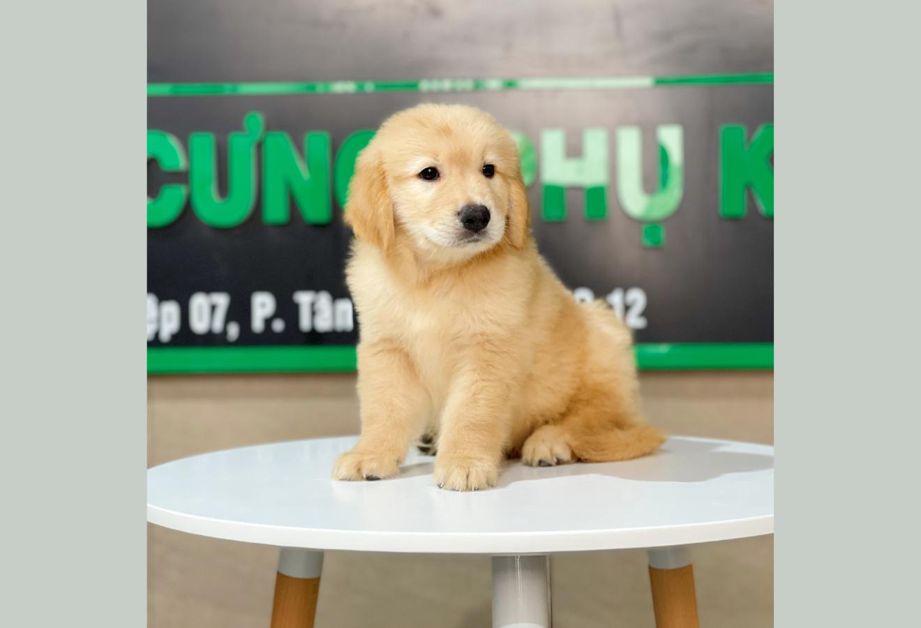 Golden Retriever - Màu Vàng Đậm (MS 12)
