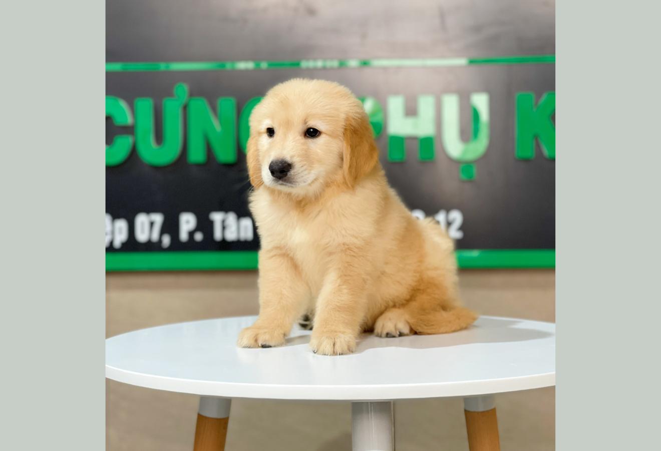 Golden Retriever - Màu Vàng Đậm (MS 12)