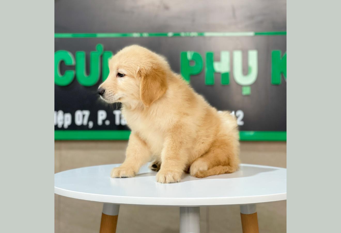 Golden Retriever - Màu Vàng Đậm (MS 12)
