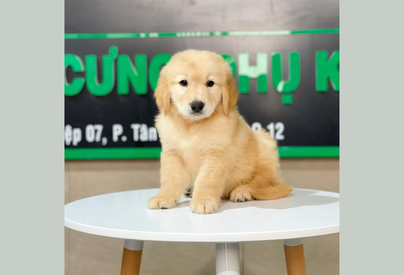 Golden Retriever - Màu Vàng Đậm (MS 12)