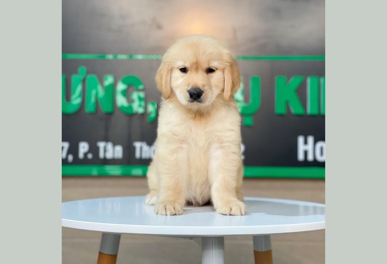 Golden Retriever - Màu Vàng Đậm (MS 13)
