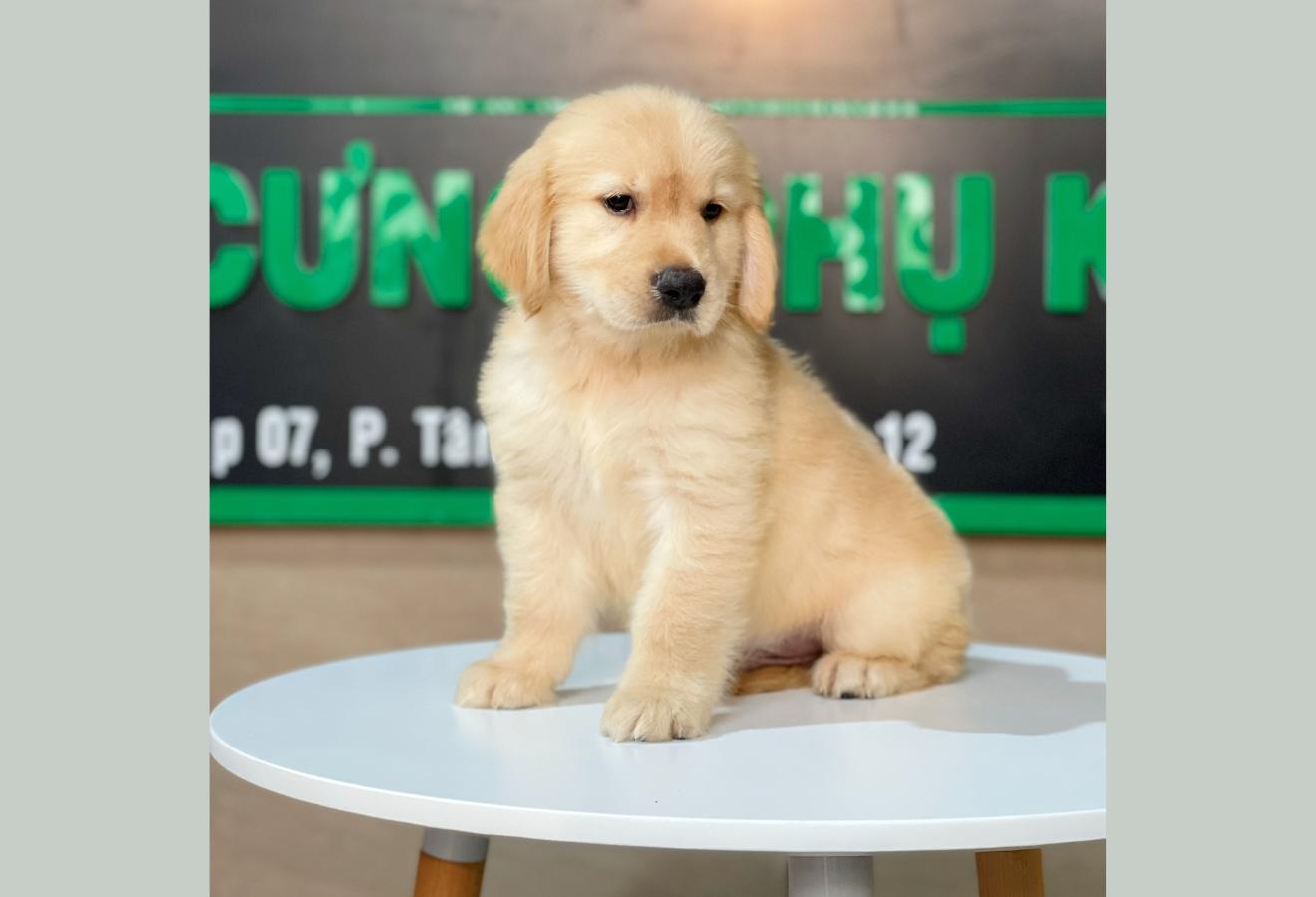 Golden Retriever - Màu Vàng Đậm (MS 13)