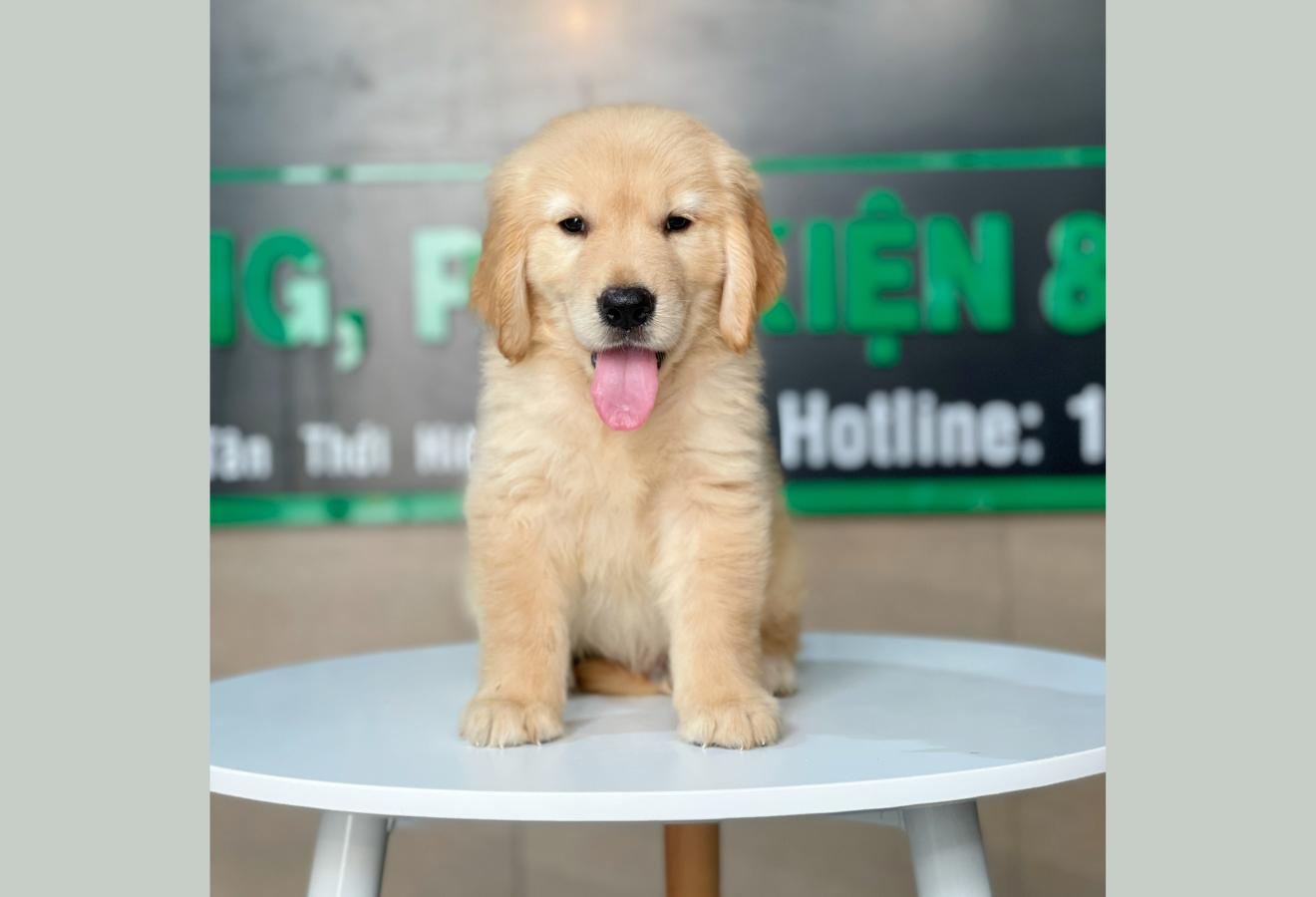 Golden Retriever - Màu Vàng Đậm (MS 14)