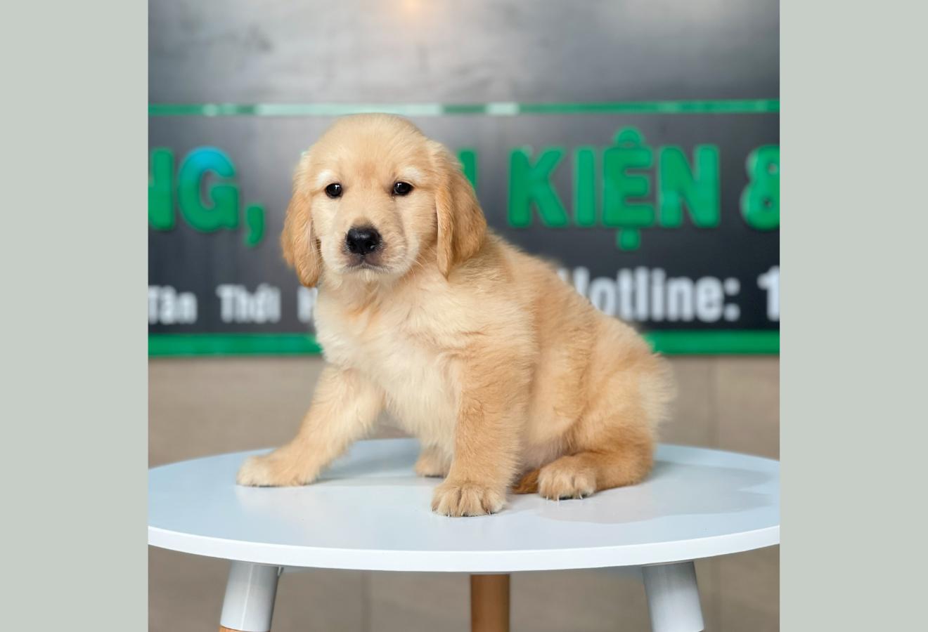 Golden Retriever - Màu Vàng Đậm (MS 14)