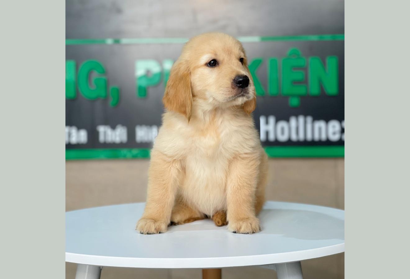 Golden Retriever - Màu Vàng Đậm (MS 14)